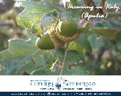 Visite guidate naturalistiche-trekking con guida AIGAE in Alta Murgia