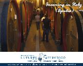 Visite guidate nelle cantine vinicole in zona Castel del Monte e degustazione vini